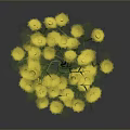 Green Plant with Slender Stems and Small Round Buds Clustered in Dark Background with Reflection