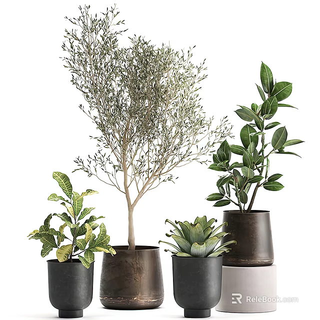 Indoor Bonsai Potted Plants With Various Green Leaves In Ceramic Pots 3d model 