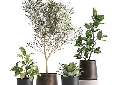 Indoor Bonsai Potted Plants With Various Green Leaves In Ceramic Pots 3d model