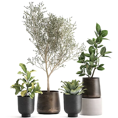 Indoor Bonsai Potted Plants With Various Green Leaves In Ceramic Pots 3d model