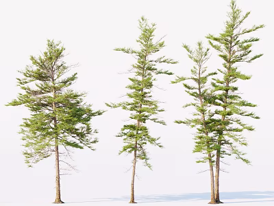 Green Leafy Trees With Brown Trunks And Different Natural Growth Forms In Landscape 3d model