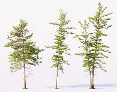 Green Leafy Trees With Brown Trunks And Different Natural Growth Forms In Landscape 3d model