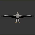 White Eagle With Spread Wings And Yellow Claws On Gray Background