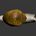 Detailed View of Snail with Brown Yellow Shell Striped Body on Dark Background with Reflection