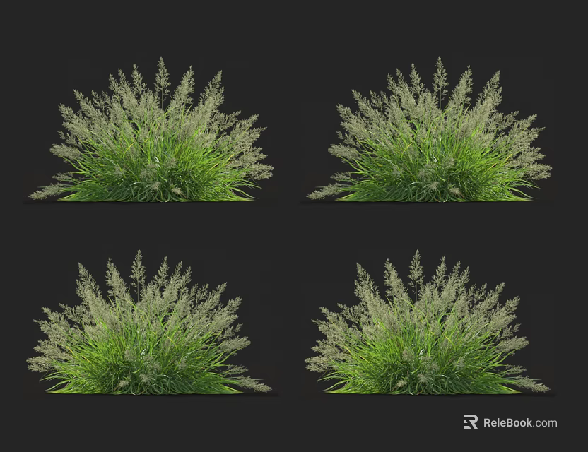 Ornamental Grasses With Dense Green Foliage And White Flower Spikes In Clusters 3d model 