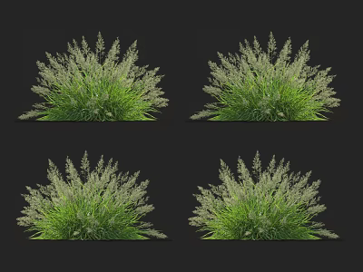 Ornamental Grasses With Dense Green Foliage And White Flower Spikes In Clusters 3d model