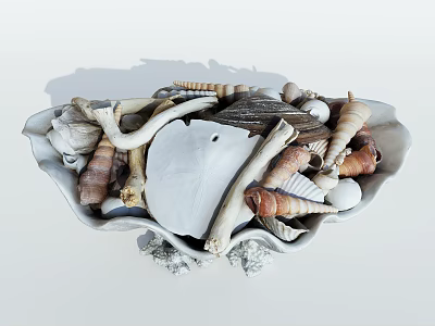 Marine Life Decorative Collection In Clam Shell Container With Starfish Various Seashells And Driftwood 3d model