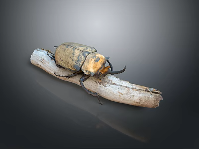 Brown And Black Beetle Perched On Weathered Wooden Stick Against Dark Background 3d model