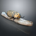 Brown And Black Beetle Perched On Weathered Wooden Stick Against Dark Background