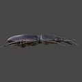 Black Stag Beetle With Large Mandibles On Blue Background Close Up View