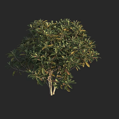 Modern Xishan Loquat Luju Golden Pills Luzhi Pipa Fruit Shrub Fruit Tree 3d model