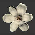 White Magnolia Flower with Open Petals and Yellow Stamen on Dark Background Showing Soft Reflection
