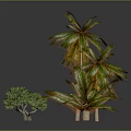 Lush Green Palm Trees And Various Tropical Plants With Vibrant Leaves