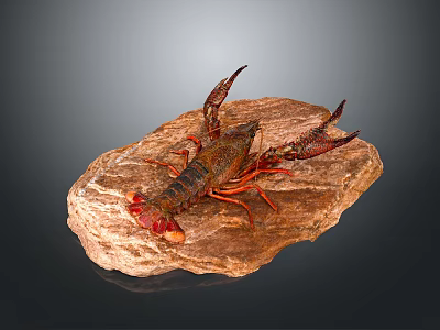 Vibrant Red Lobster Resting on Natural Rock Surface in Studio Setting 3d model