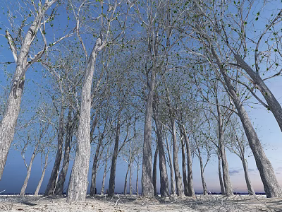 Scenic Arborescent Trees With Tall Trunks Sparse Green Leaves Under Blue Sky 3d model