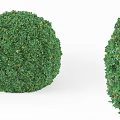 Round Green Decorative Garden Bush With Silhouette Person Standing Beside