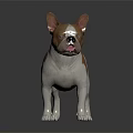 Brown And White Boston Terrier Standing On Black Background Realistic