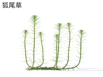 Lush Green Foxtail Grass With Slender Stems And Natural Growth 3d model
