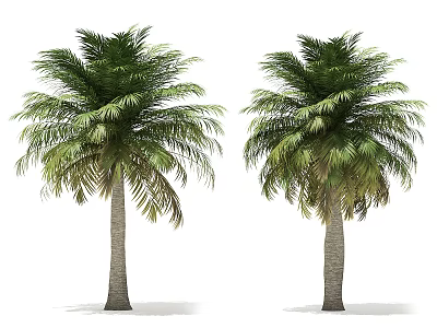 Two Tall Palm Trees With Lush Green Fronds And Straight Brown Trunks 3d model