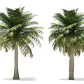 Two Tall Palm Trees With Lush Green Fronds And Straight Brown Trunks