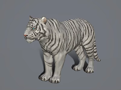 Realistic Detailed 3D Model of White Tiger in Standing Position 3d model
