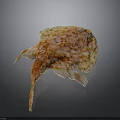 Orange and White Spotted Flat Fish With Unique Body Shape and Fins