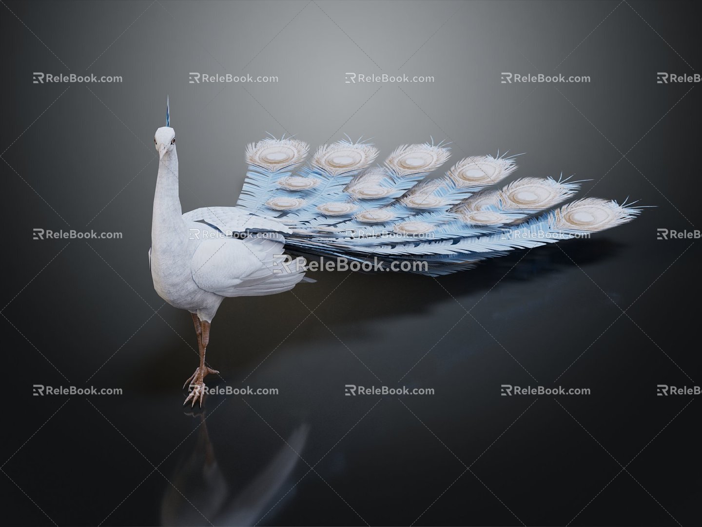 Modern Peacock White Peacock 3d model