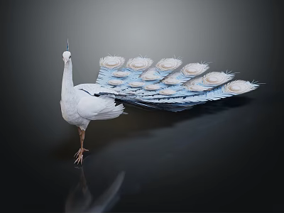 White Peacock Flying Animal With Spread Blue And White Tail Feathers Standing On Black Surface 3d model