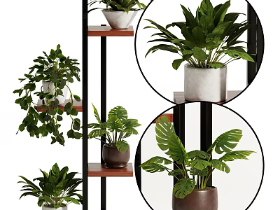 Indoor Decorative Potted Plants Display On Multi Tiered Shelf With Green Leaves And Various Pots 3d model