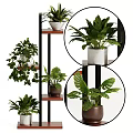 Indoor Decorative Potted Plants Display On Multi Tiered Shelf With Green Leaves And Various Pots