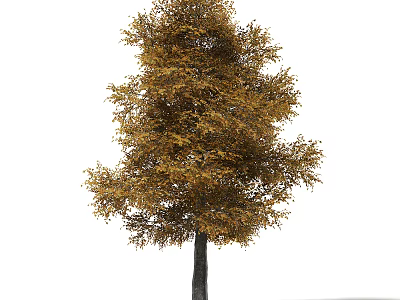 Tall Autumn Arbor Tree With Yellow And Brown Foliage In Natural Scene 3d model