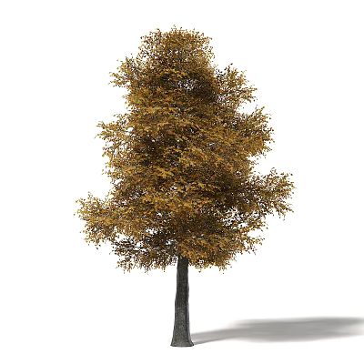 Tall Autumn Arbor Tree With Yellow And Brown Foliage In Natural Scene 3d model