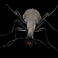 Shiny Black Beetle with Long Legs and Antennae on Black Background