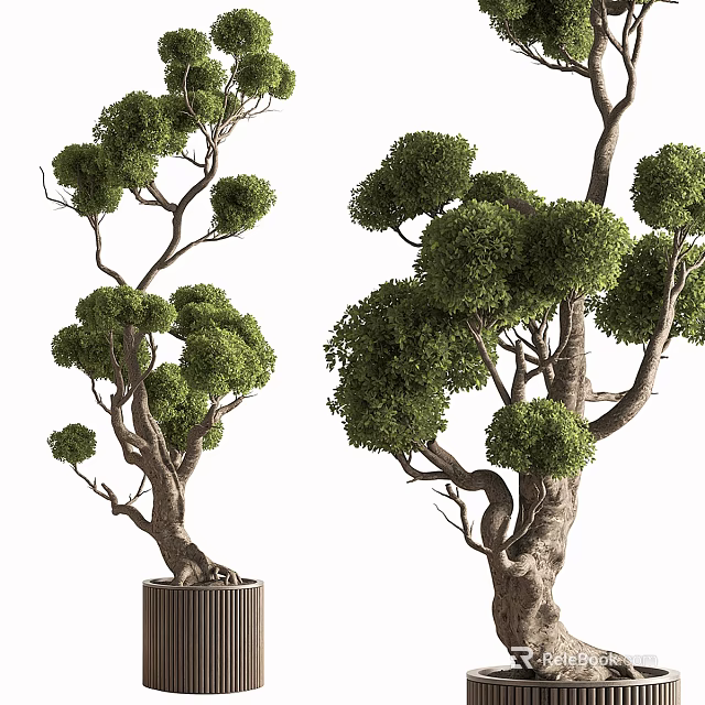 Decorative Bonsai Tree With Lush Green Foliage And Unique Twisted Trunk 3d model 