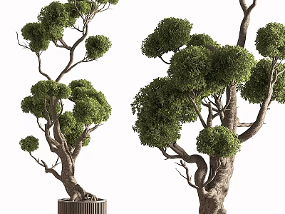 Decorative Bonsai Tree With Lush Green Foliage And Unique Twisted Trunk 3d model