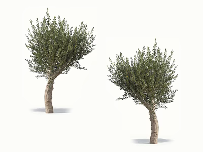 Two Tall Healthy Trees With Thick Trunks And Lush Green Foliage 3d model
