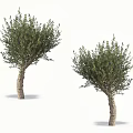 Two Tall Healthy Trees With Thick Trunks And Lush Green Foliage