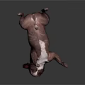 Brown and white bulldog lying on back with paws up on dark background