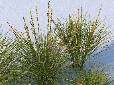 Lush Aquatic Plants With Green Leaves And Yellow Flower Spikes In Water Garden 3d model