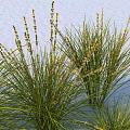 Lush Aquatic Plants With Green Leaves And Yellow Flower Spikes In Water Garden
