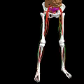 Human Limbs Skeletal System 3D Anatomical Model With Extended Arms And Legs