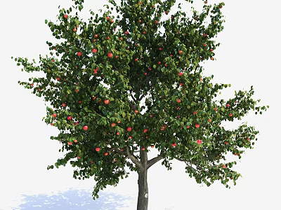 Lush Green Tree with Dense Foliage and Red Fruits in Outdoor Setting 3d model