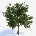 Lush Green Tree with Dense Foliage and Red Fruits in Outdoor Setting