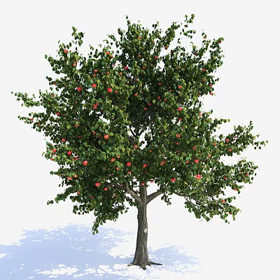Lush Green Tree with Dense Foliage and Red Fruits in Outdoor Setting 3d model