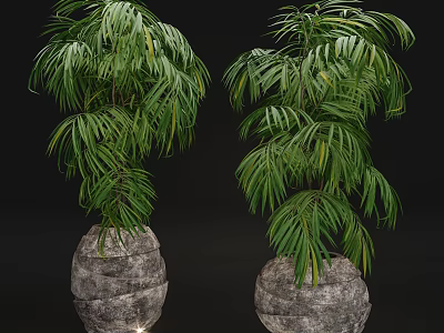 Bonsai Potted Plants With Lush Feathery Green Leaves In Stone Planters 3d model