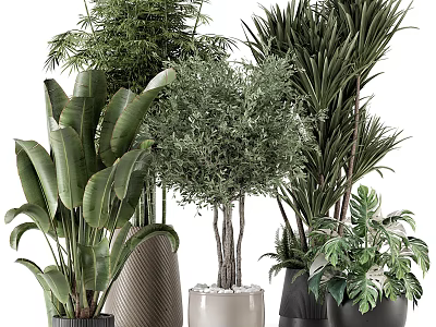 Various Types Of Bonsai Potted Plants With Different Pots And Lush Green Foliage 3d model
