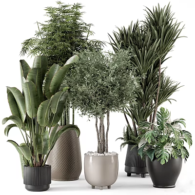 Various Types Of Bonsai Potted Plants With Different Pots And Lush Green Foliage 3d model