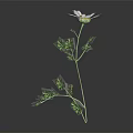 White Daisy Flower in Vase with Yellow Center Green Stem Leaves on Dark Background