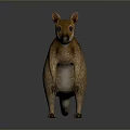 Realistic Brown Kangaroo Standing Pose 3D Model With Detailed Fur And Reflective Surface 3d model
