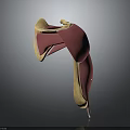 3D Anatomical Model Displaying Muscle And Joint Structure With Red Yellow Components
